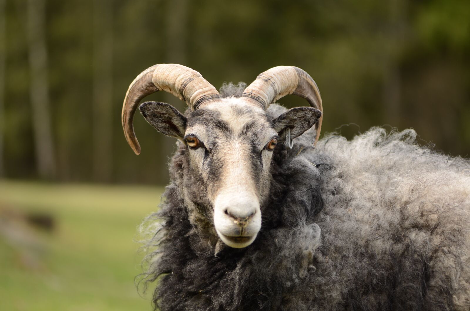 Nikon D7000 sample photo. Gotland sheep, may, horn photography