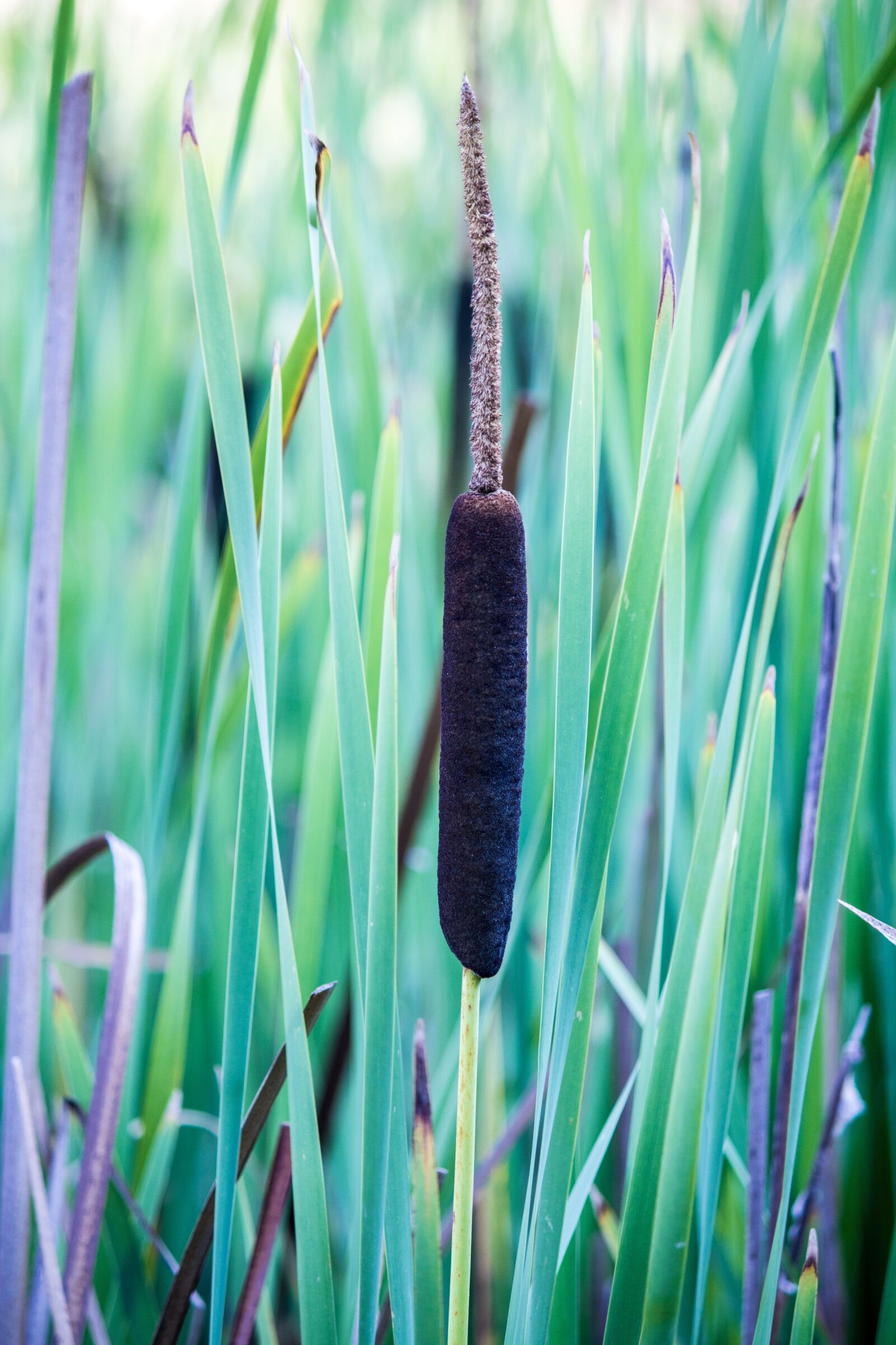 Canon EOS 760D (EOS Rebel T6s / EOS 8000D) + Canon EF-S 55-250mm F4-5.6 IS II sample photo. Cattail, reed, pond photography