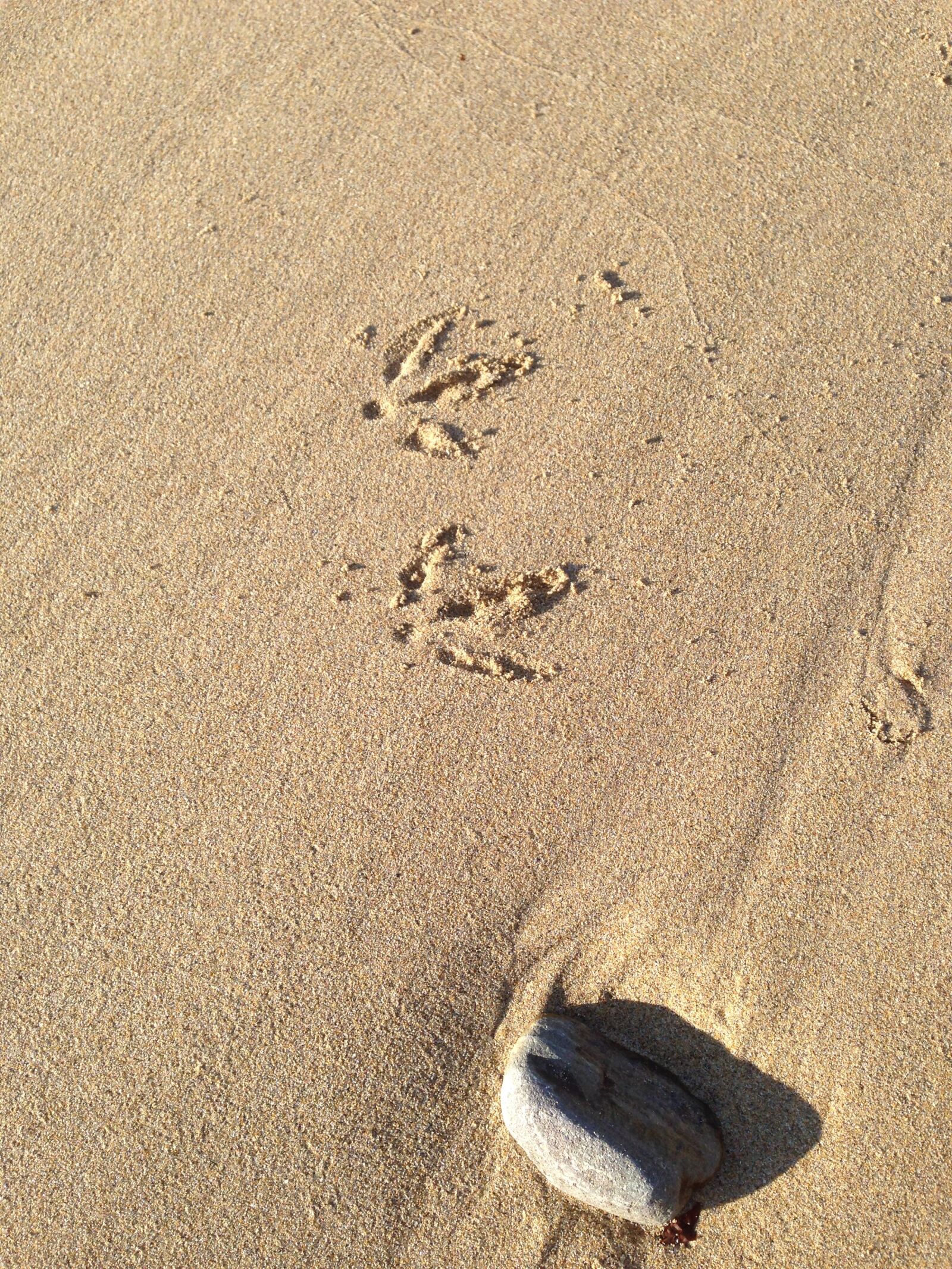 Apple iPhone 5 sample photo. Bird, steps, sand photography