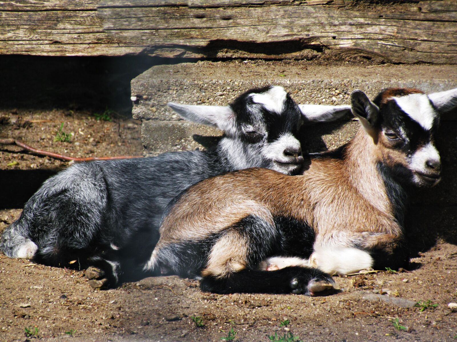 Canon PowerShot SX30 IS sample photo. Goat, mammal, pet photography