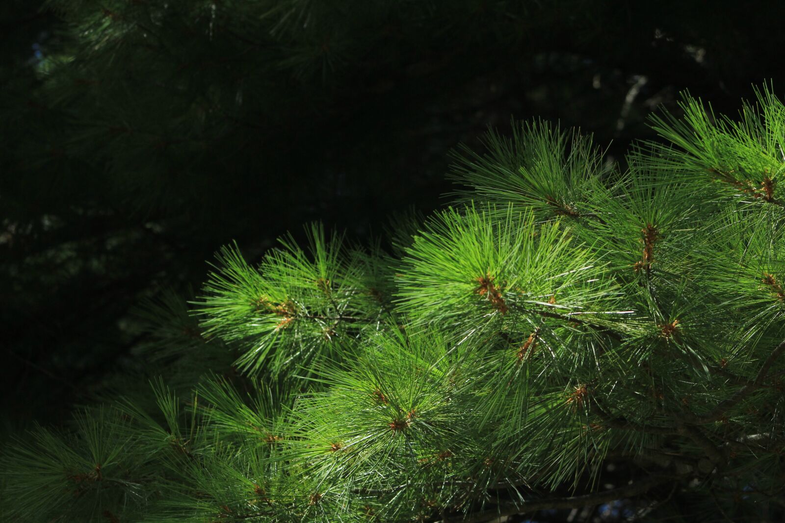 Canon EF 75-300mm f/4-5.6 sample photo. Pine, needles, nature photography