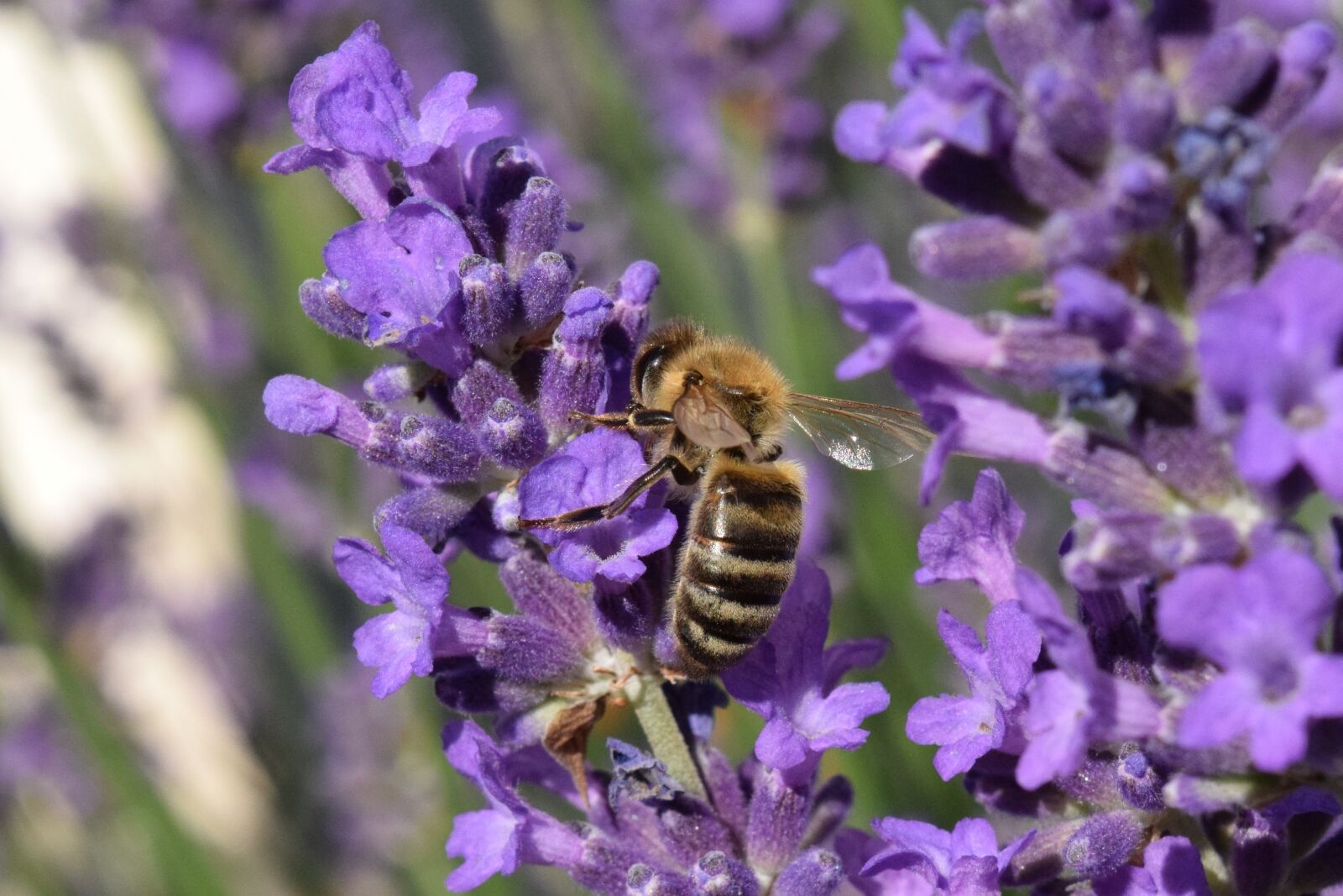 Nikon D3300 sample photo. Bee, lavender, blossom photography