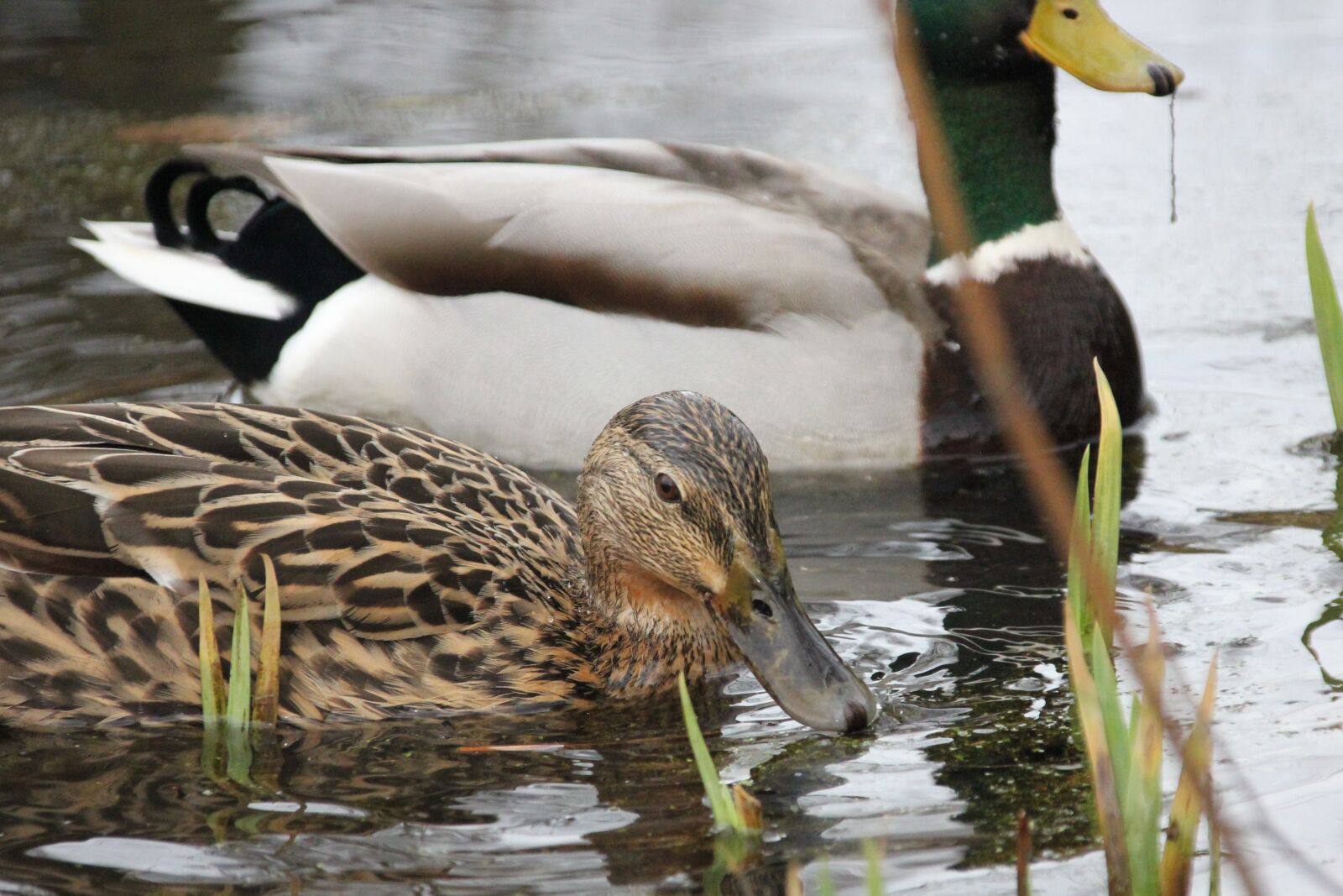 Canon EOS 550D (EOS Rebel T2i / EOS Kiss X4) sample photo. Waterfowl, duck, drake photography