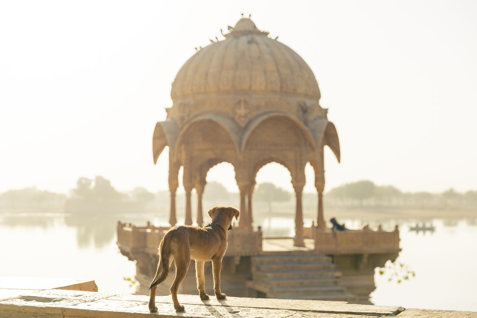 Canon EOS 5D Mark III sample photo. Dog, travel, india photography