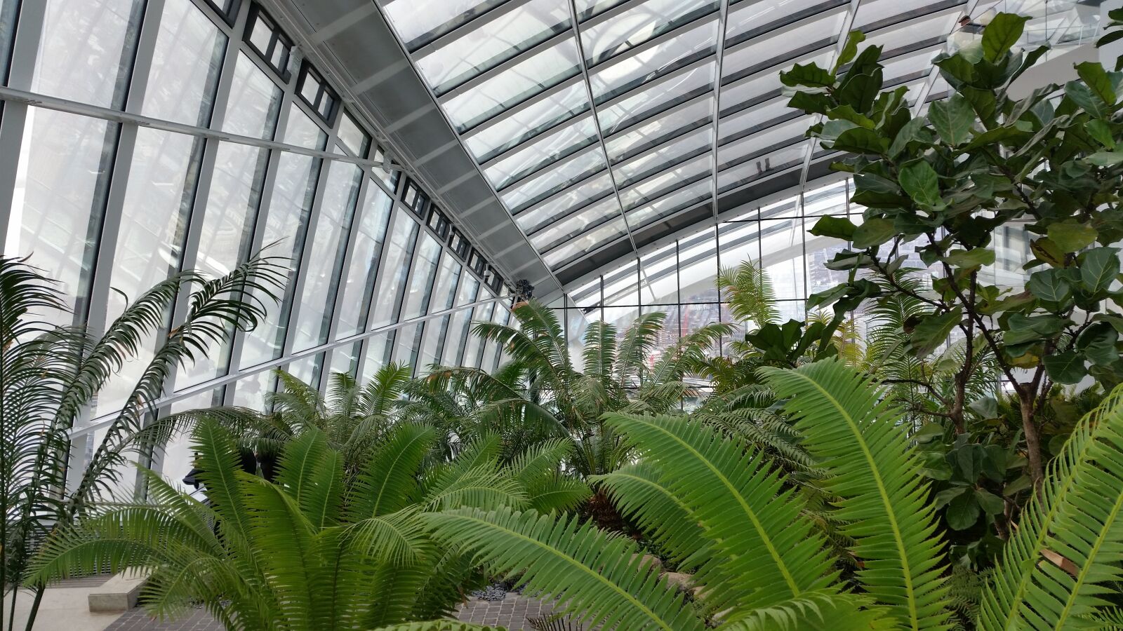 Samsung Galaxy S5 sample photo. Orangery, garden, fern photography