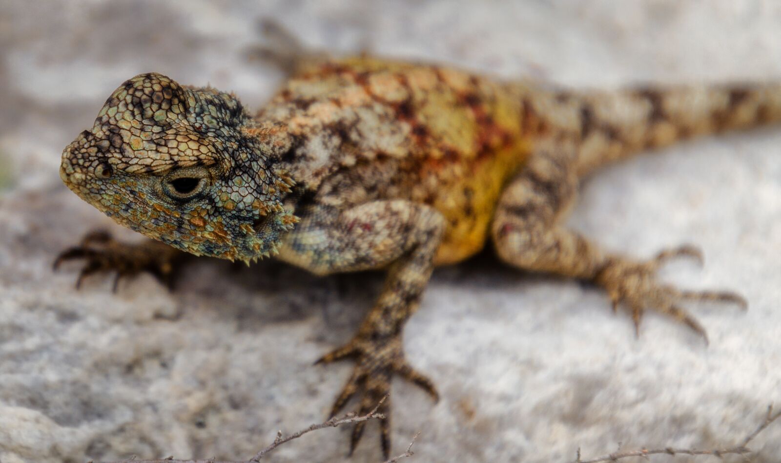 Nikon D7000 sample photo. Lizard, agama, cape photography