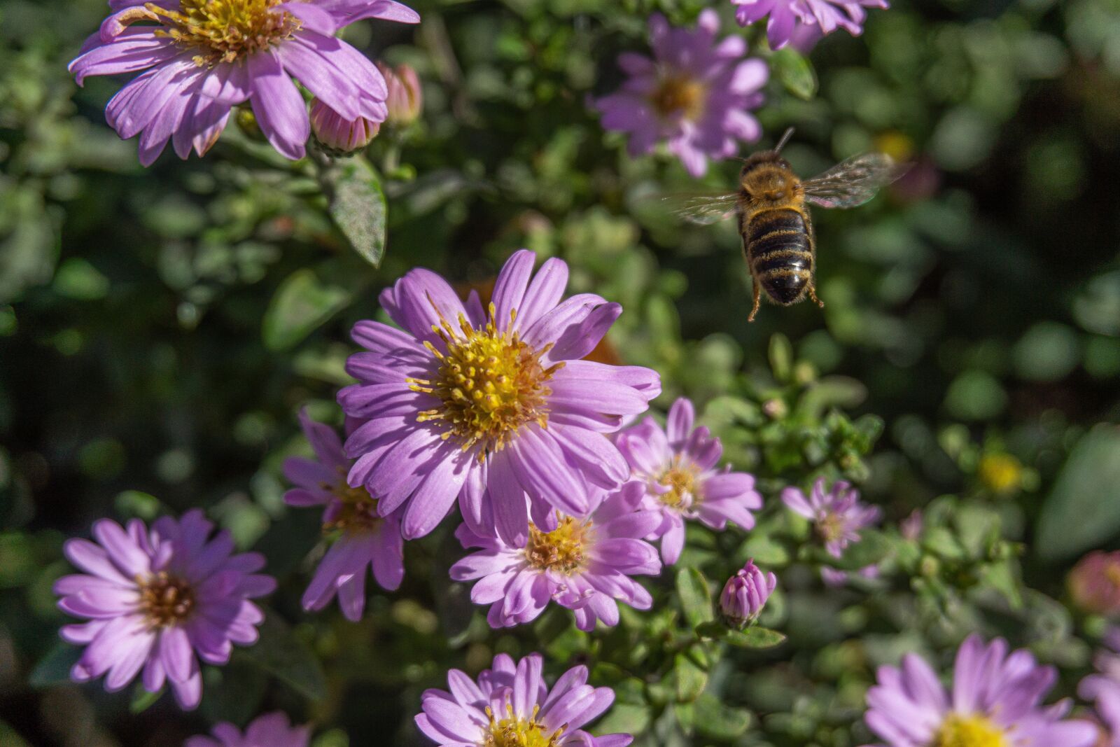 Sony a5100 + Sony E 16-50mm F3.5-5.6 PZ OSS sample photo. Blossoming flower, pink aster photography
