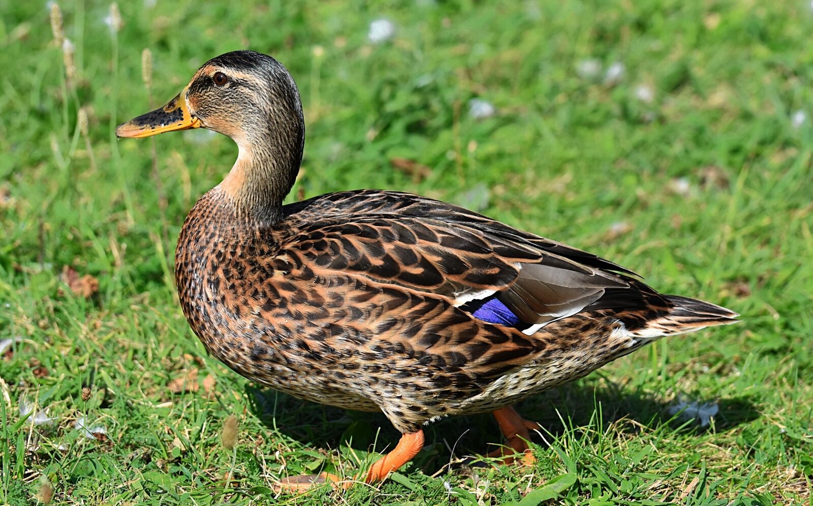 Nikon D7200 sample photo. Mallard, duck, bird photography
