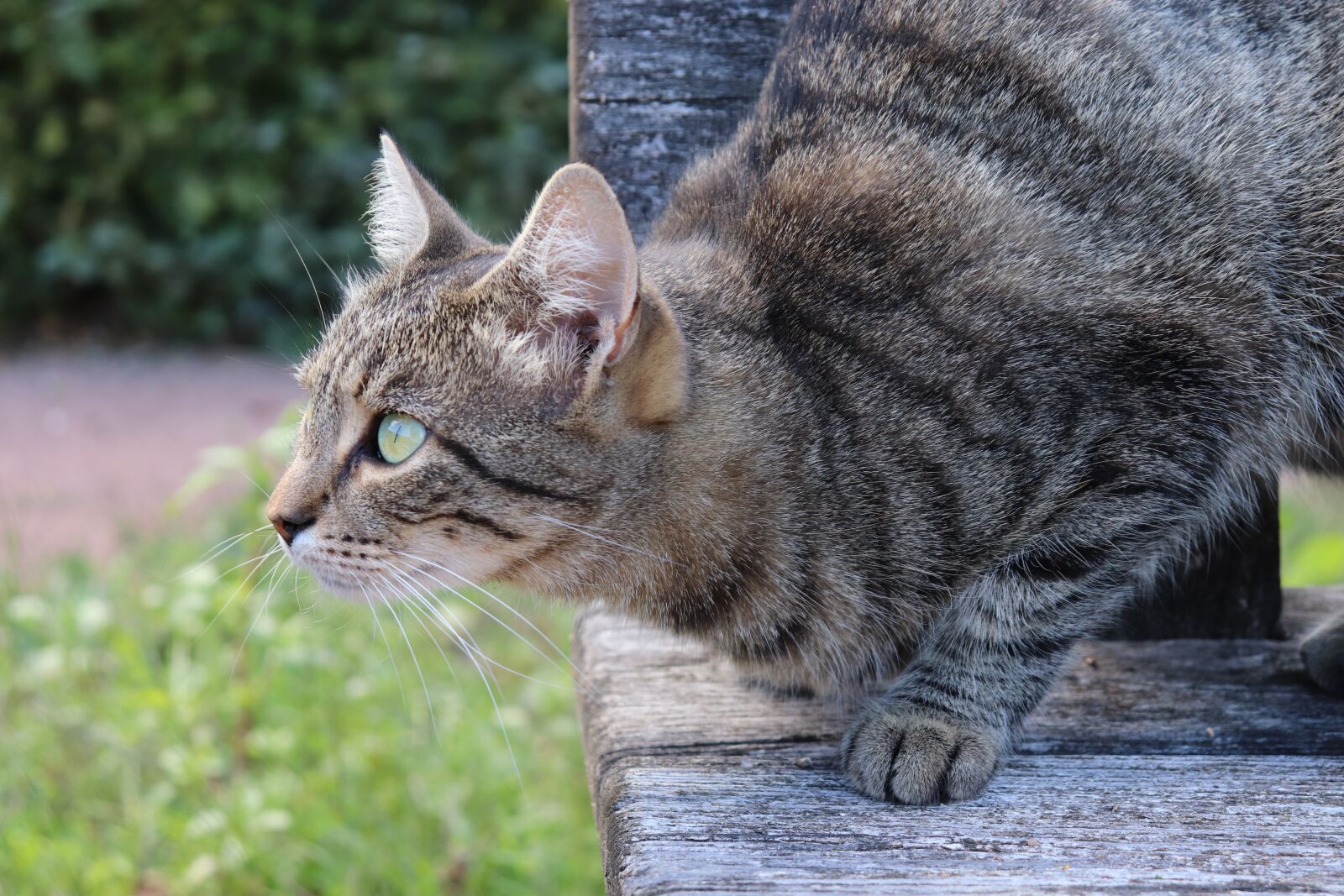Canon EOS 800D (EOS Rebel T7i / EOS Kiss X9i) sample photo. Cats, felines, tabby photography