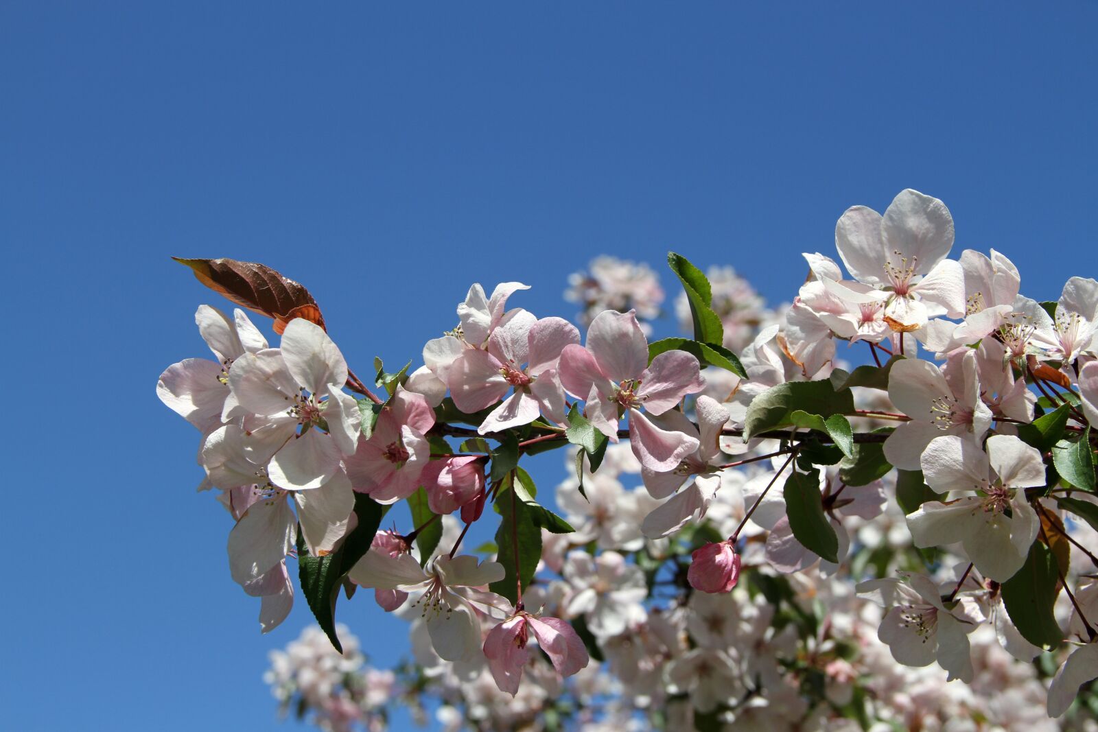 Canon EOS 7D sample photo. Apple tree blossom, flowers photography