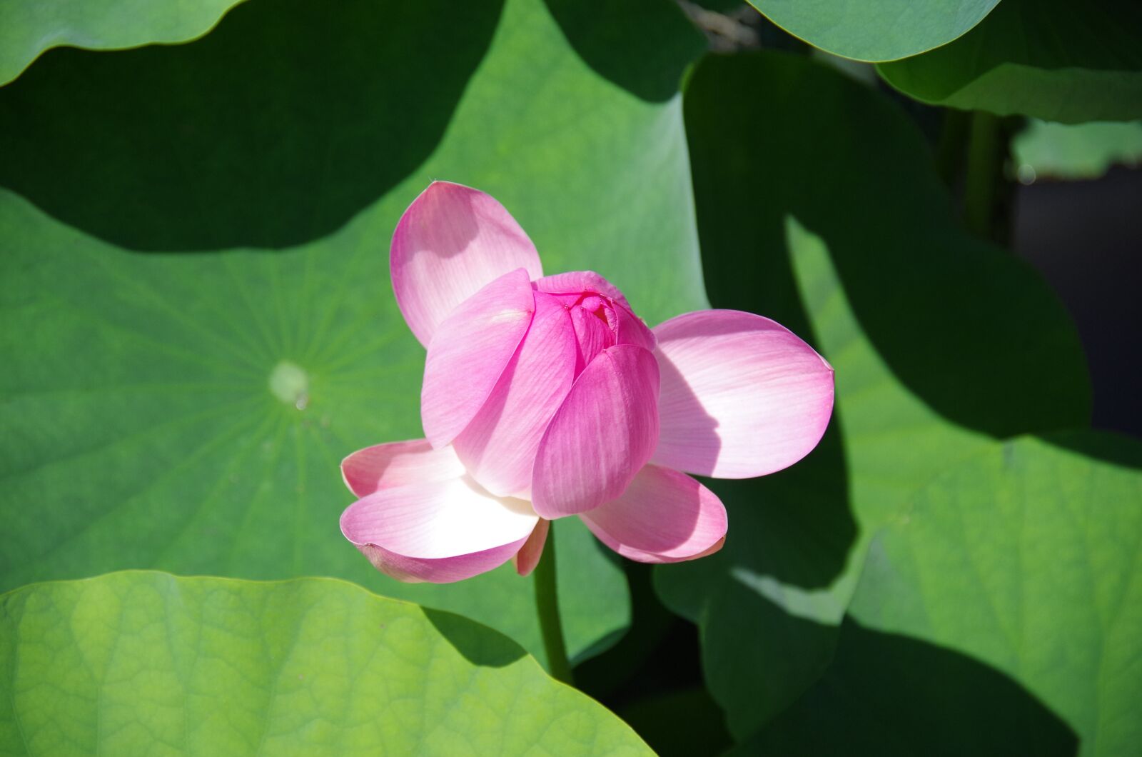 Pentax K-50 sample photo. Lotus, flowers, pond photography