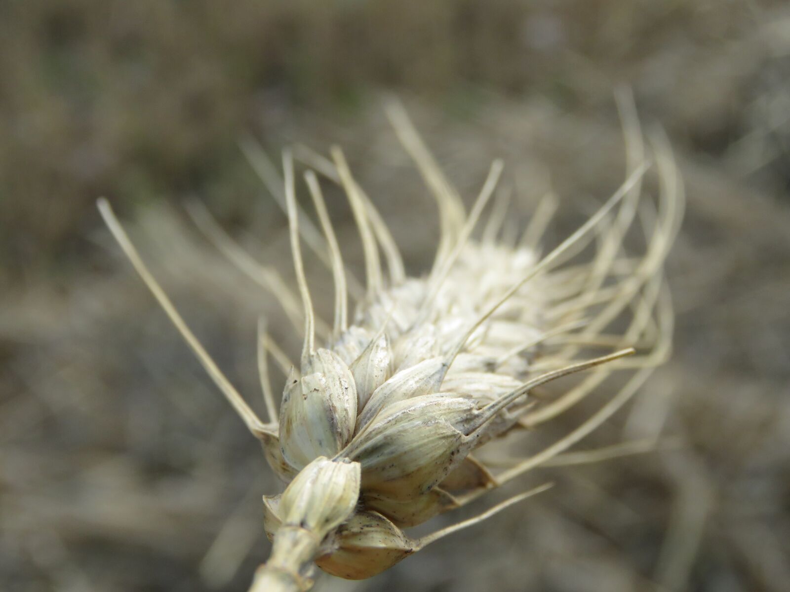 Canon PowerShot SX60 HS sample photo. Field, wheat, agriculture photography