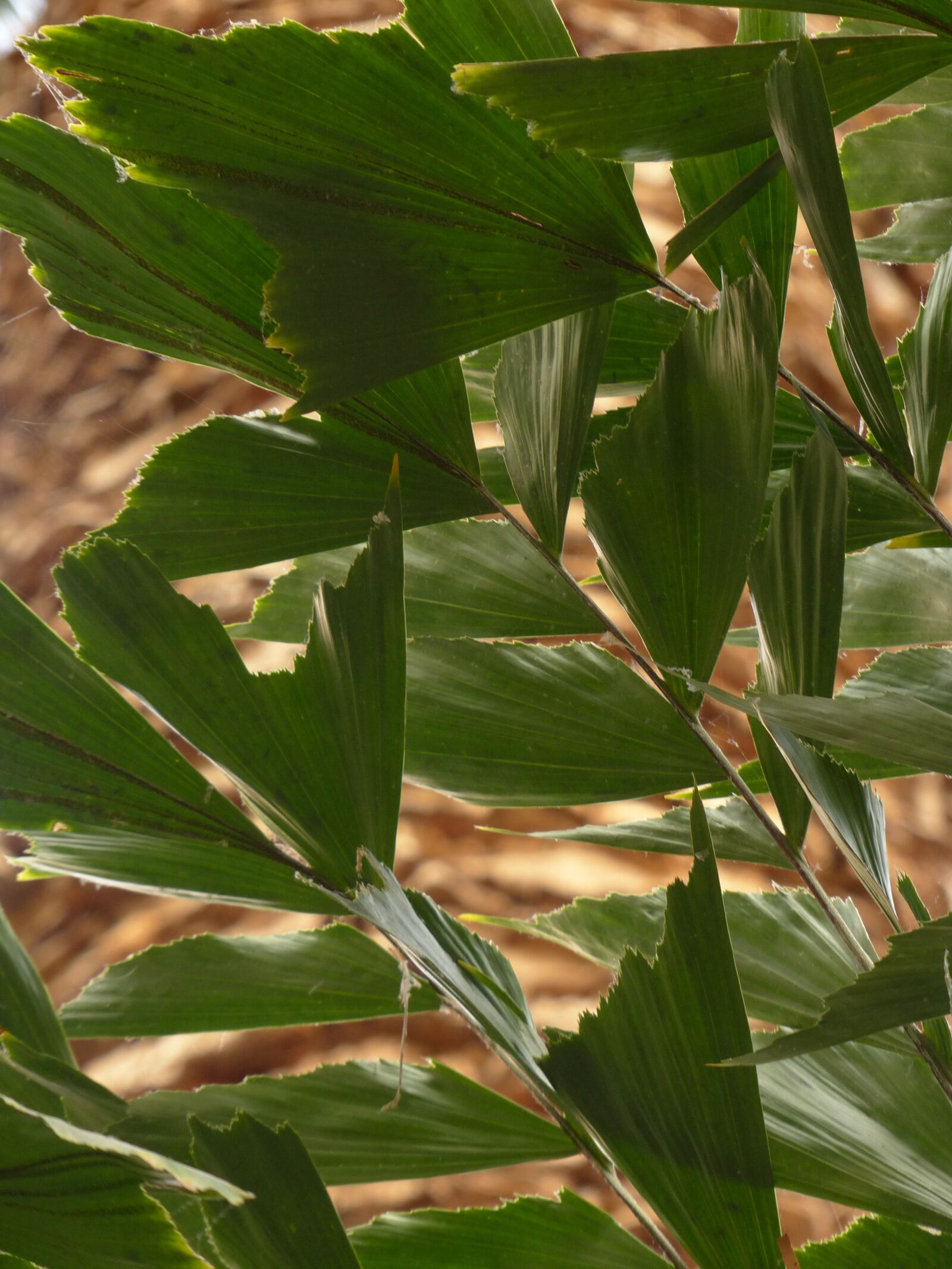 Panasonic Lumix DMC-FZ200 sample photo. Leaves, palm, frayed photography