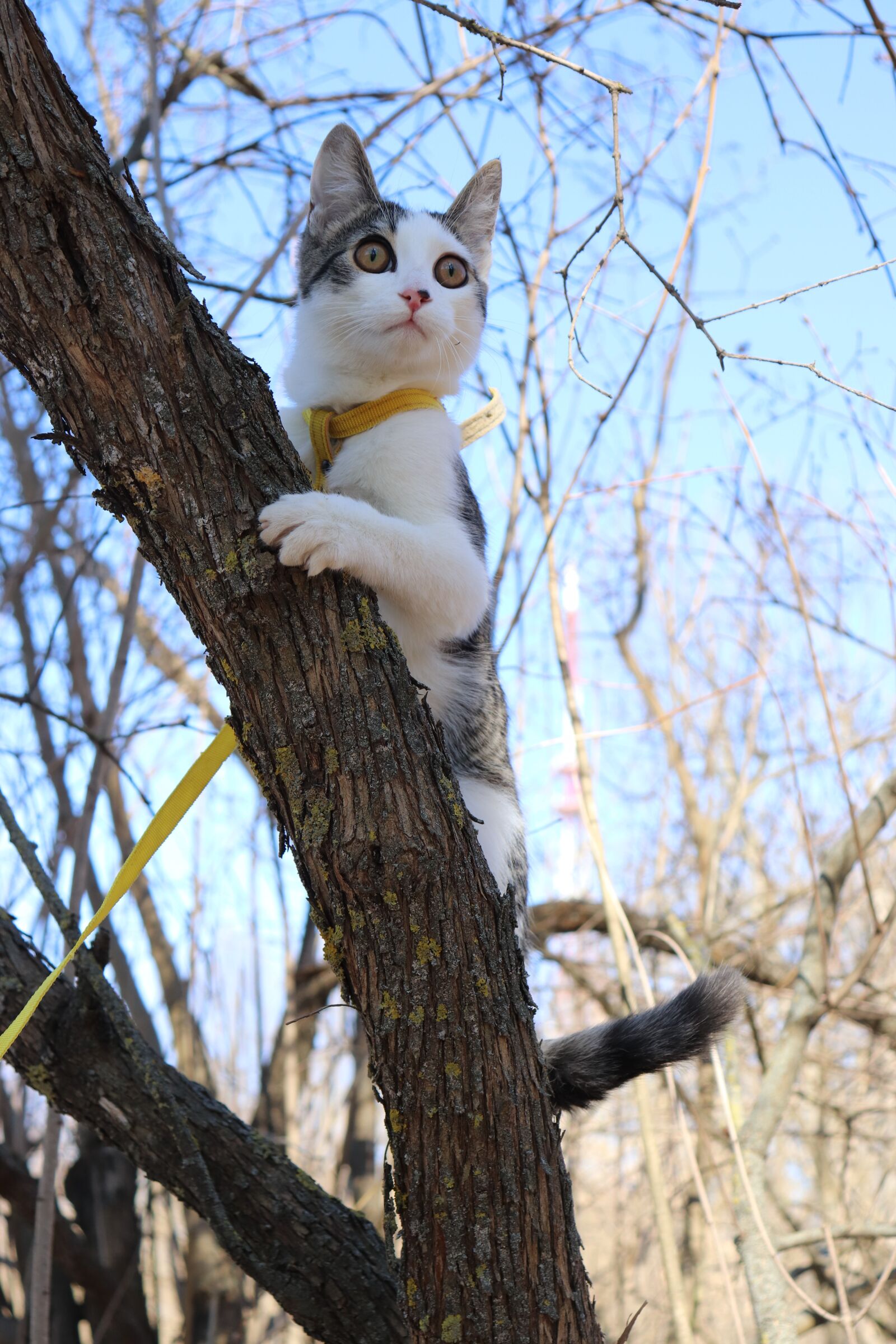 Canon EF-S 18-55mm F4-5.6 IS STM sample photo. Cat, tree, spring photography