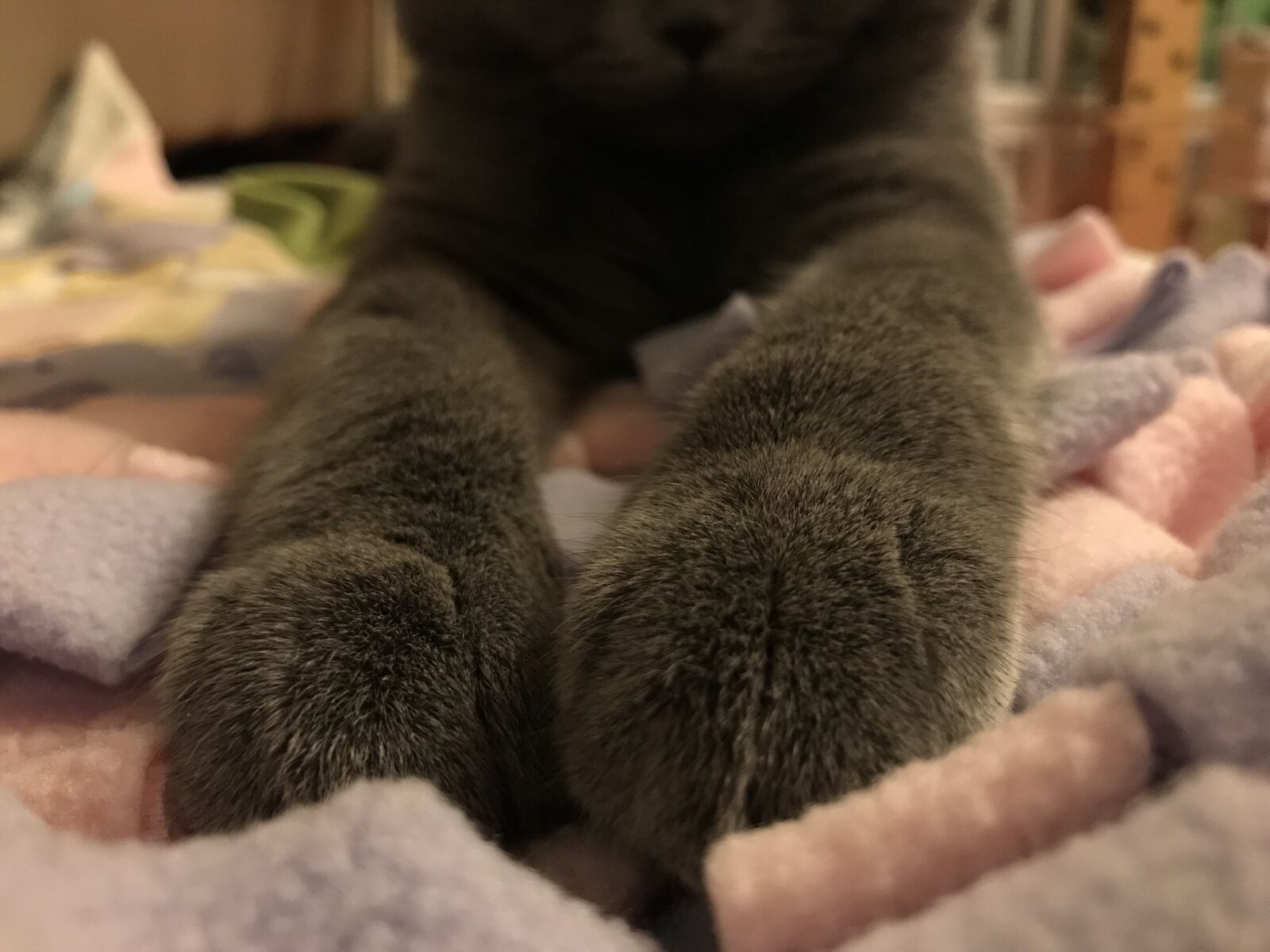 iPhone 7 back camera 3.99mm f/1.8 sample photo. Cat, animal, pet photography