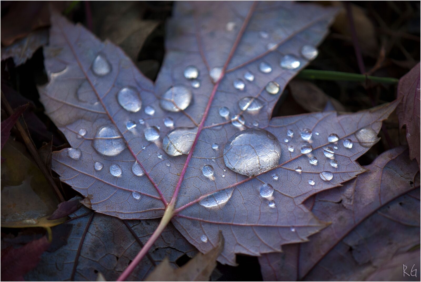 Nikon D80 sample photo. Macro, leaf, fall photography