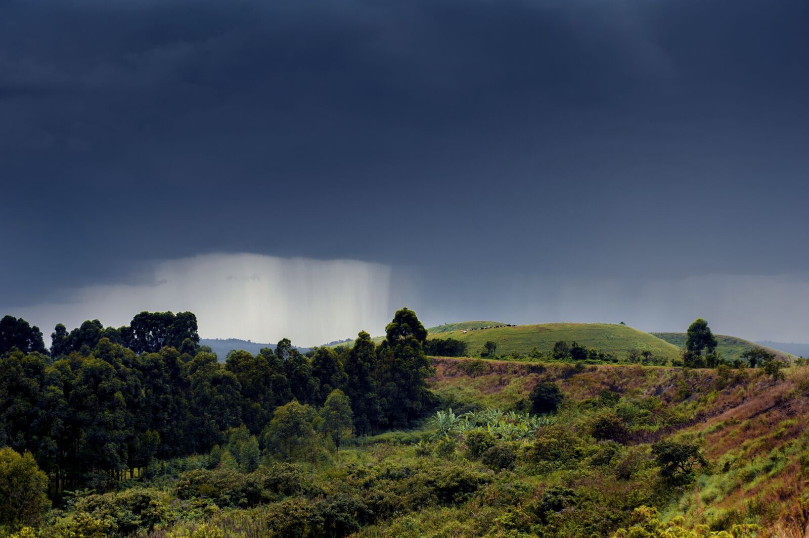 Nikon D3 sample photo. Rain, africa, fort portal photography