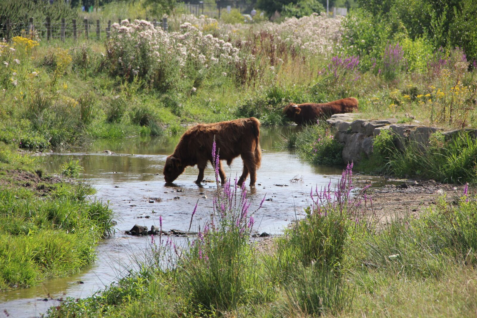 Canon EOS 550D (EOS Rebel T2i / EOS Kiss X4) sample photo. Ox oxen, animal, nature photography