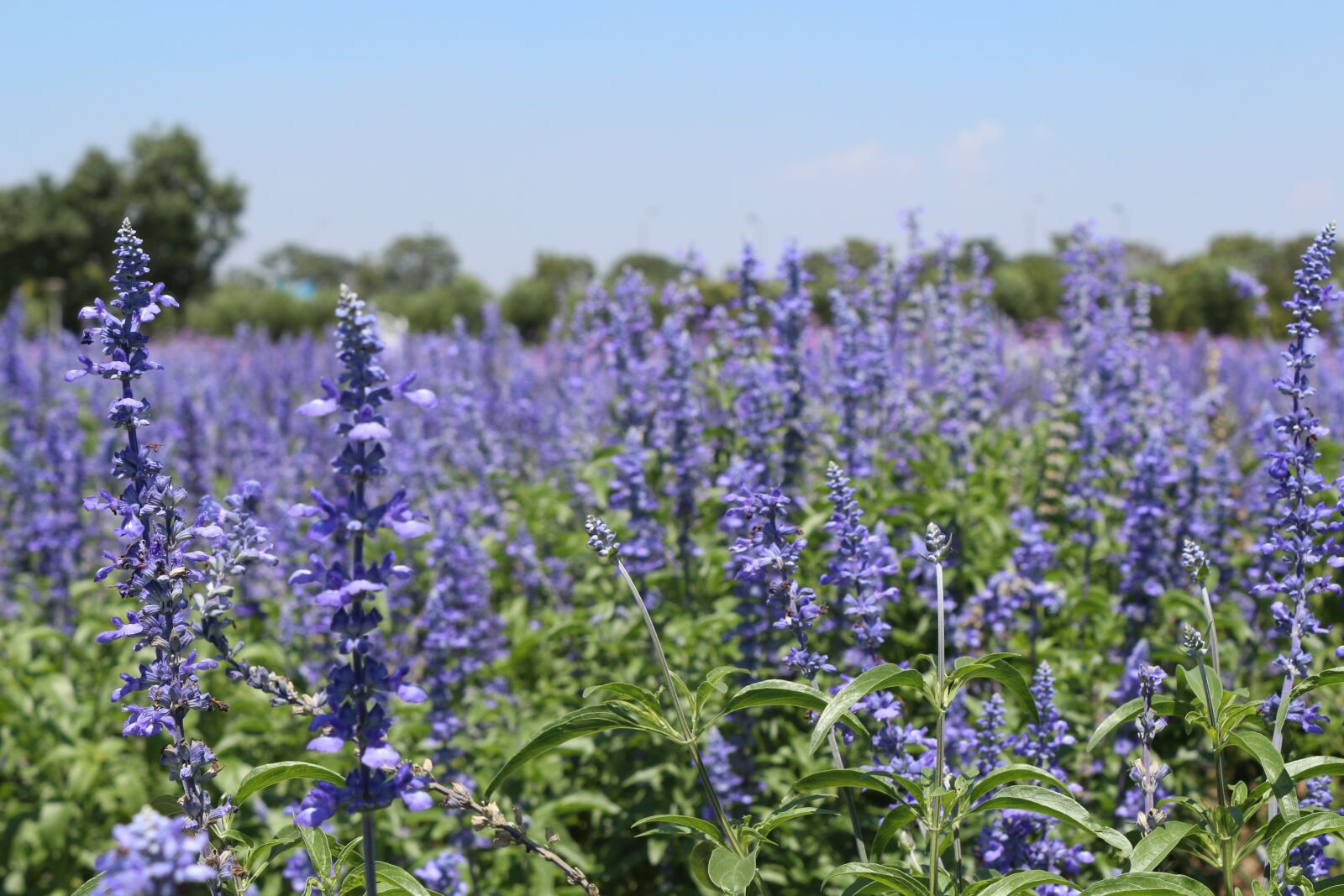 Canon EOS 650D (EOS Rebel T4i / EOS Kiss X6i) sample photo. Flowers, lavender fields, purple photography