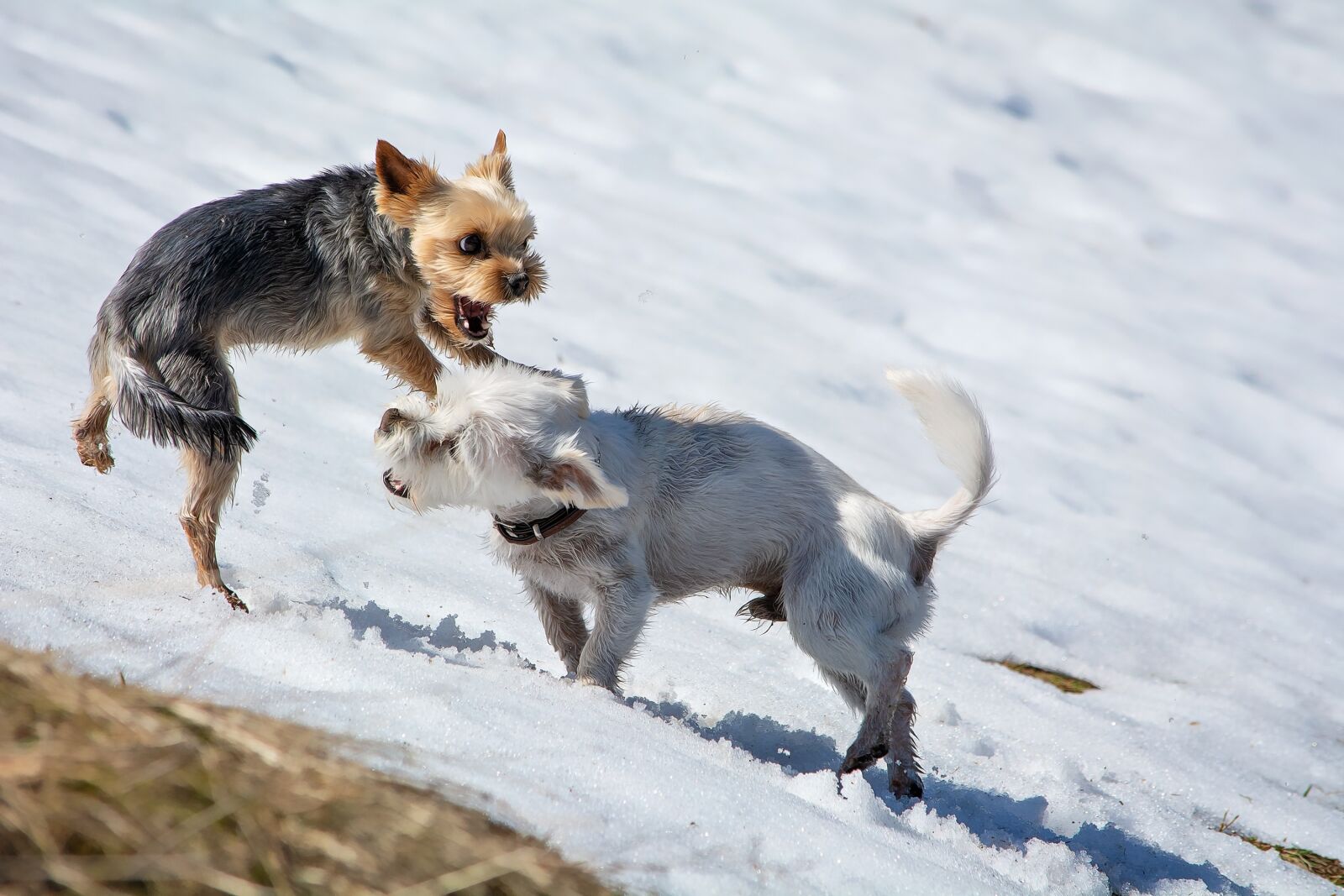 Nikon D7100 sample photo. Dogs, play, out photography
