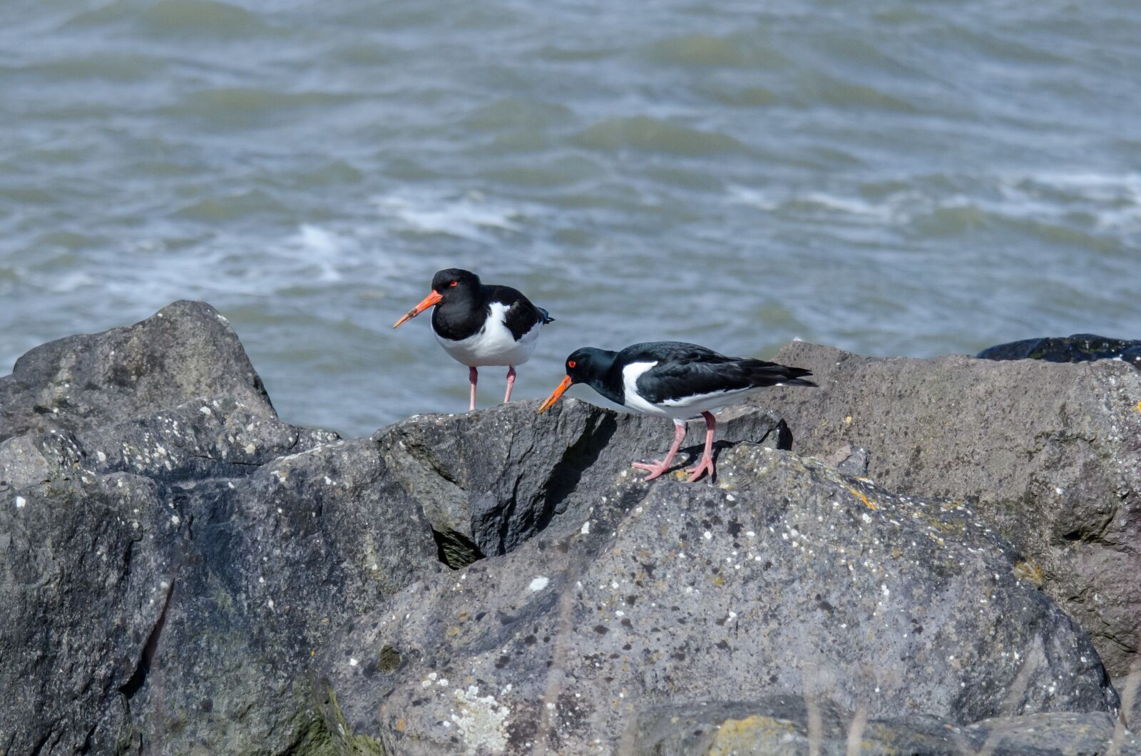 Nikon D7000 sample photo. Birds, oystercatcher, fauna photography