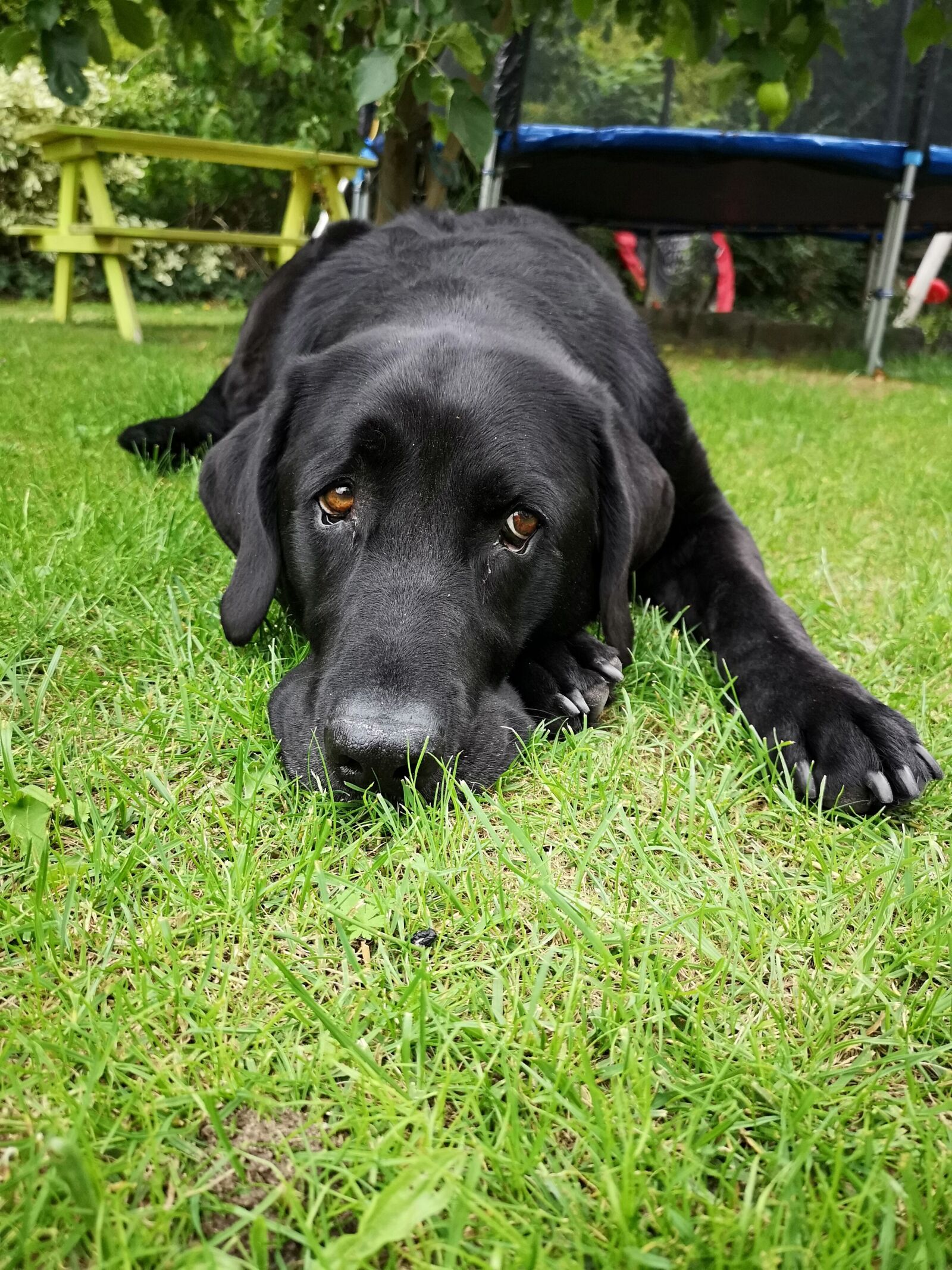 HUAWEI CLT-L29 sample photo. Dog, animal, black photography