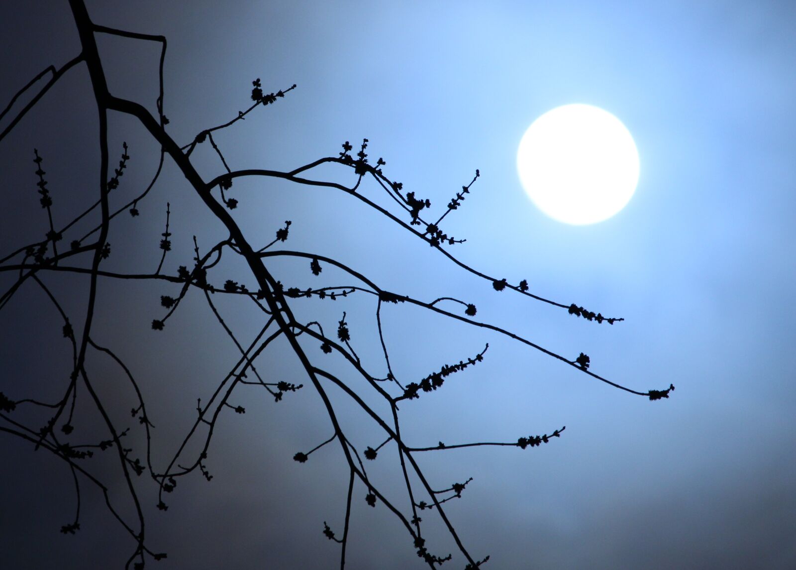 Canon EOS 100D (EOS Rebel SL1 / EOS Kiss X7) + Canon EF-S 55-250mm F4-5.6 IS STM sample photo. Moonlight, branches, silhouette photography