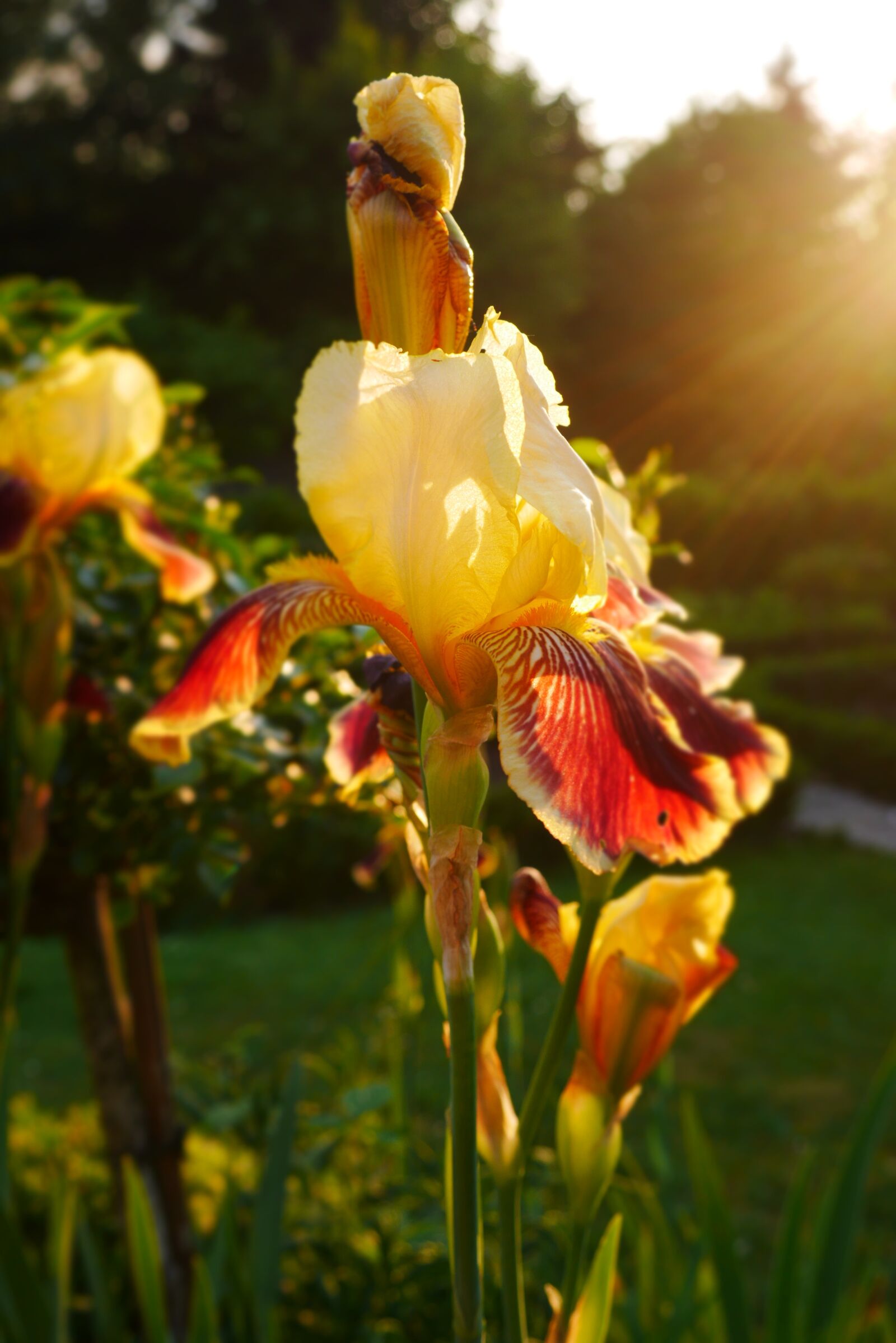 Panasonic Lumix DMC-GX7 sample photo. Nature, flower, red photography