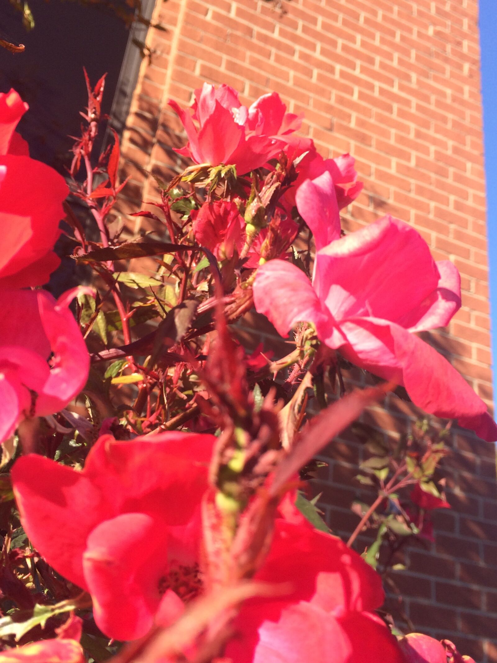 iPhone 5s back camera 4.15mm f/2.2 sample photo. Brick, brick, wall, bright photography