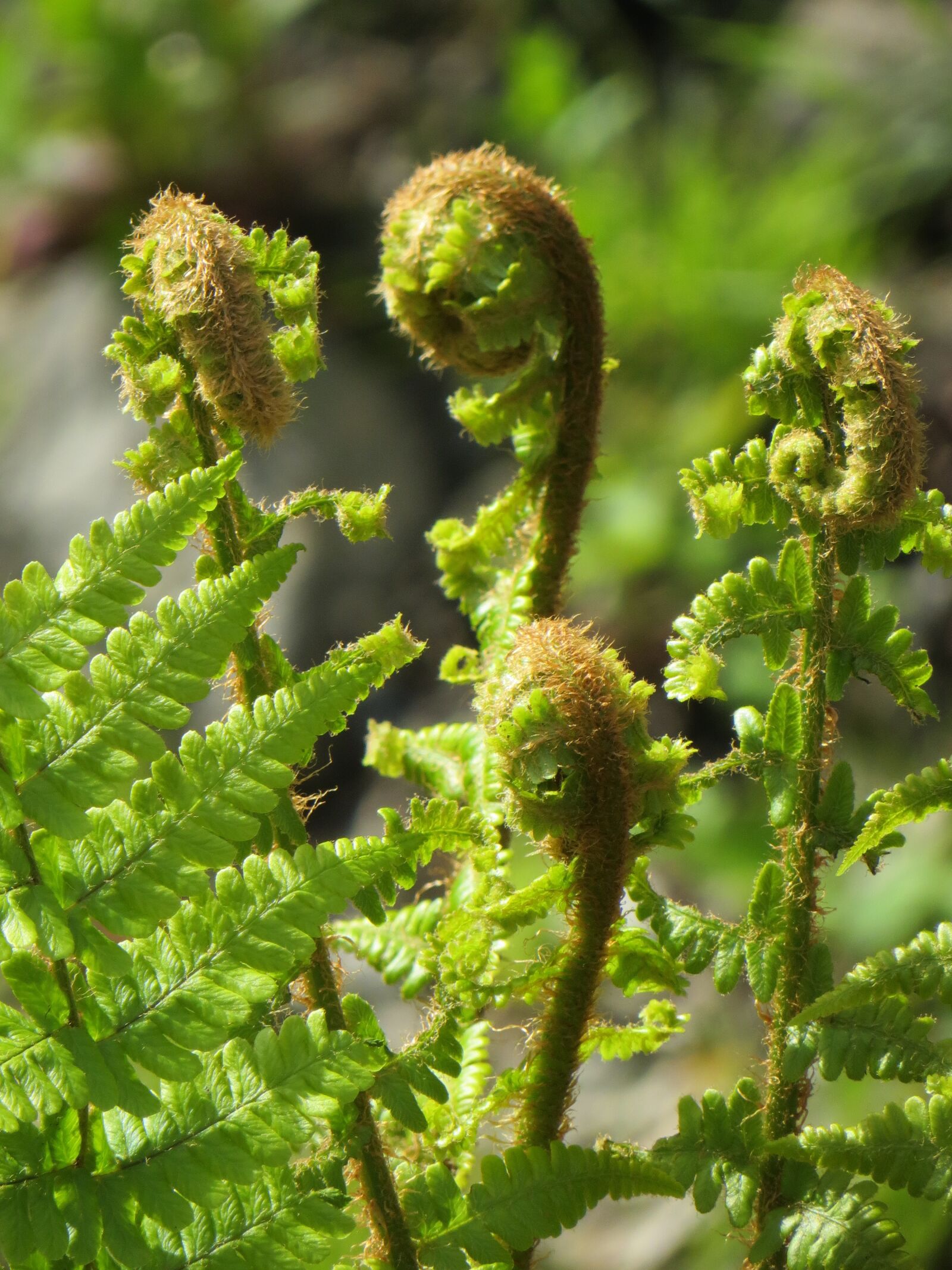 Canon PowerShot SX240 HS sample photo. Fern, plant, nature photography