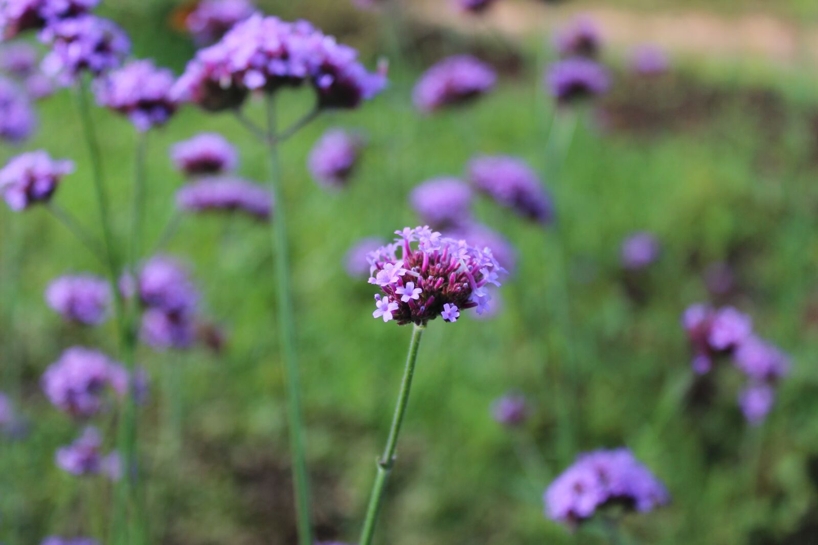 Canon EOS 600D (Rebel EOS T3i / EOS Kiss X5) sample photo. Flowers, purple, natural photography