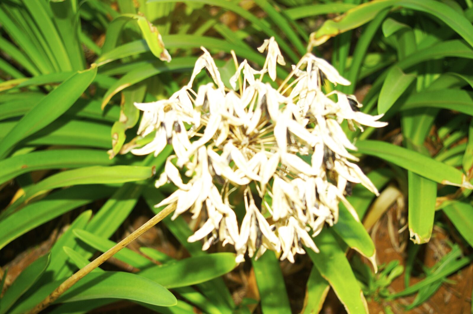 KONICA MINOLTA DYNAX 7D sample photo. Flower, green, white photography
