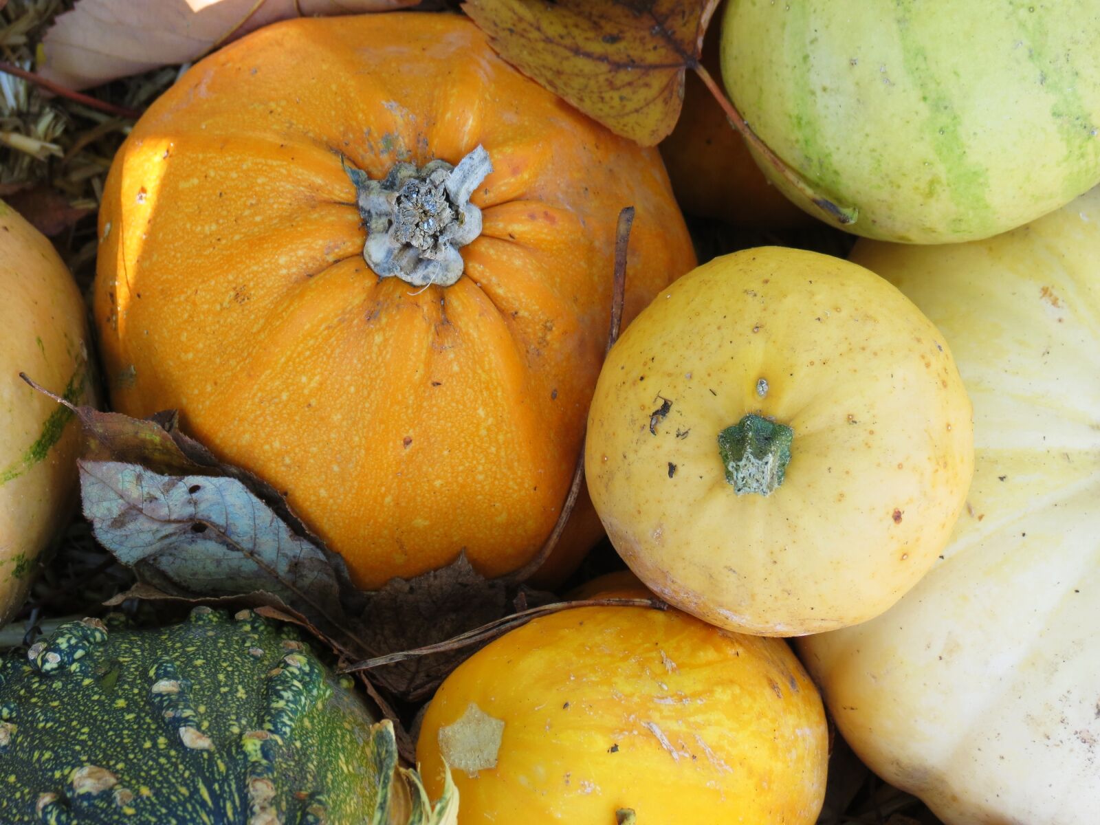 Canon PowerShot SX40 HS sample photo. Gourd, pumpkin, fruit photography