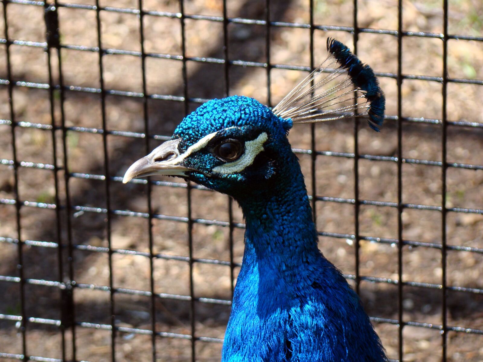 Sony Cyber-shot DSC-H50 sample photo. Peacock, bird, zoo photography