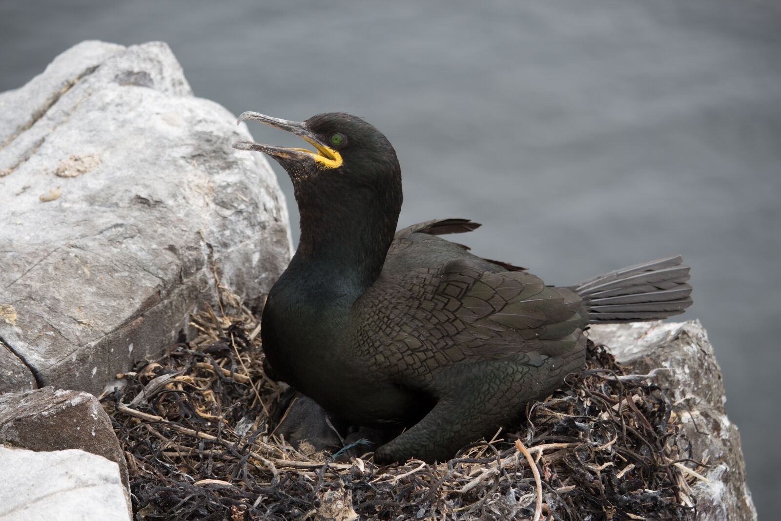 Canon EOS 700D (EOS Rebel T5i / EOS Kiss X7i) sample photo. Shag, nesting, farne photography