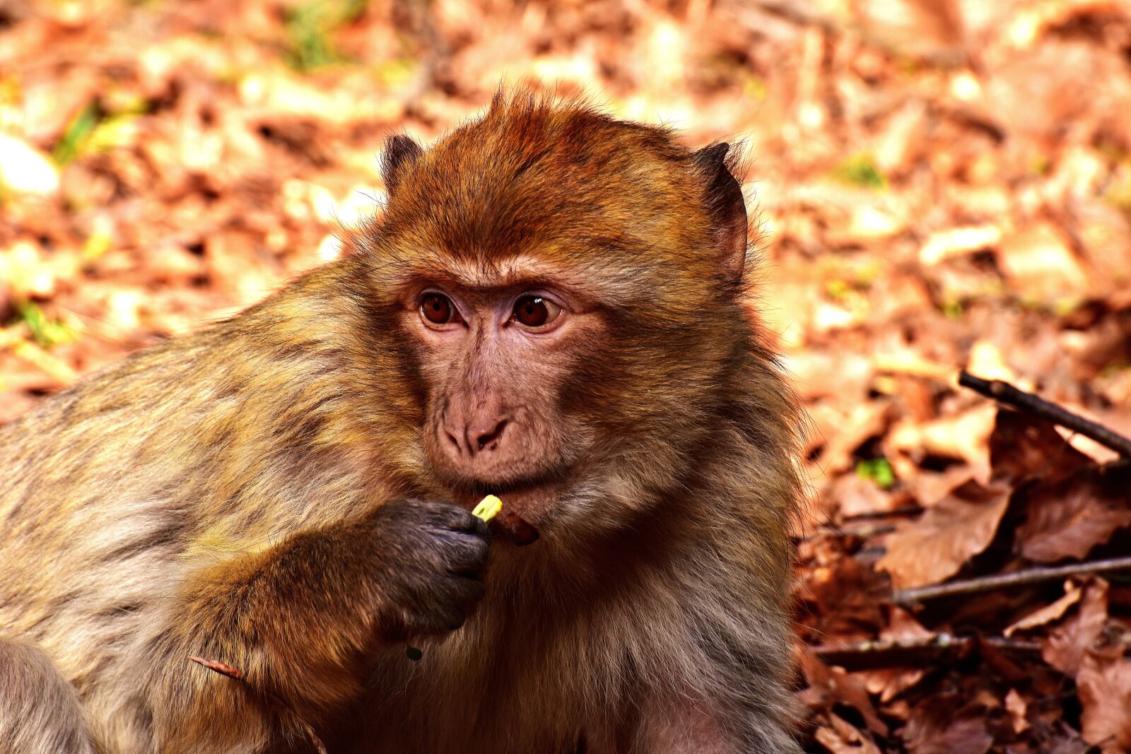 Nikon D7200 sample photo. Barbary ape, food, cute photography