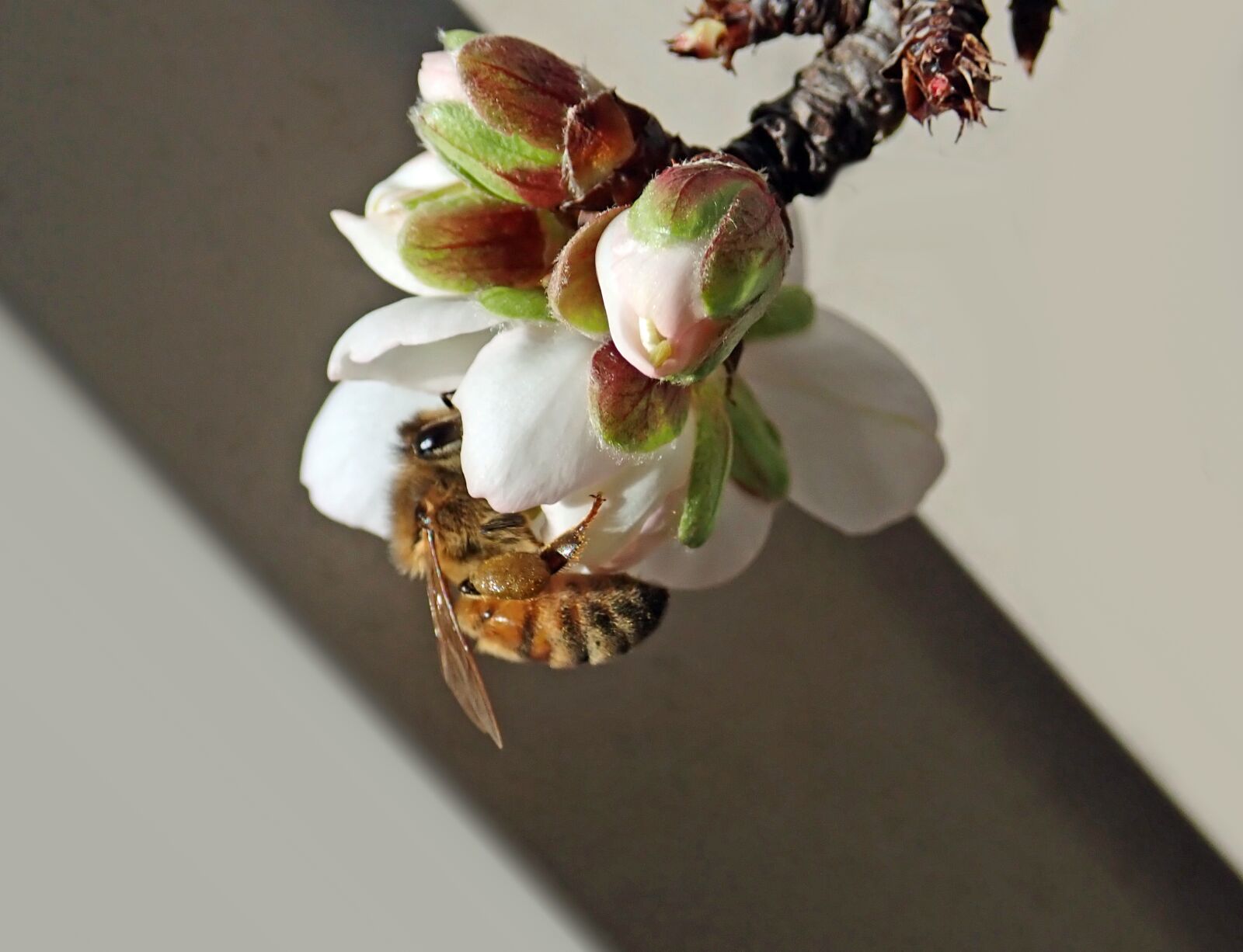 Olympus TG-5 sample photo. Bee, insect, pollen photography
