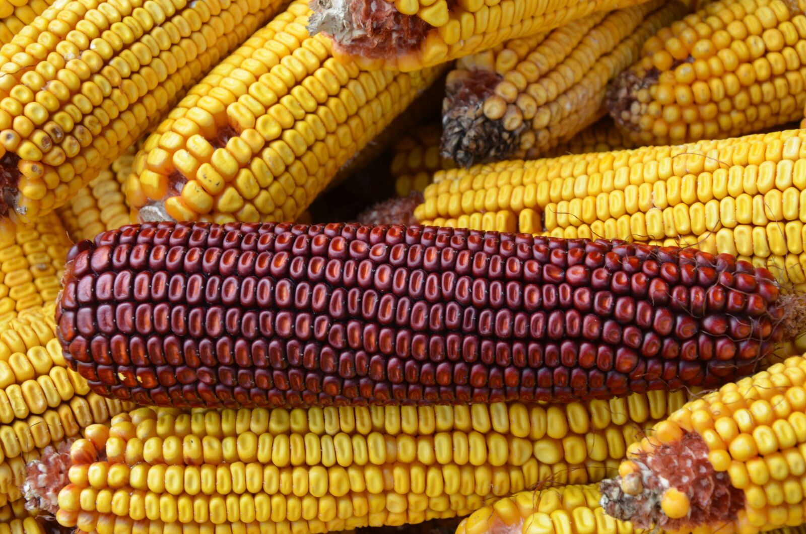 Nikon D5100 sample photo. Red, corn, food photography