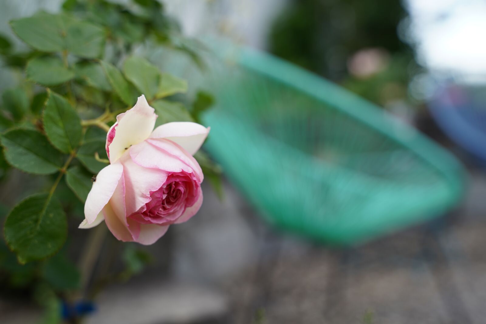 Sony a7 III + Tamron 28-75mm F2.8 Di III RXD sample photo. Rose, garden, pink photography