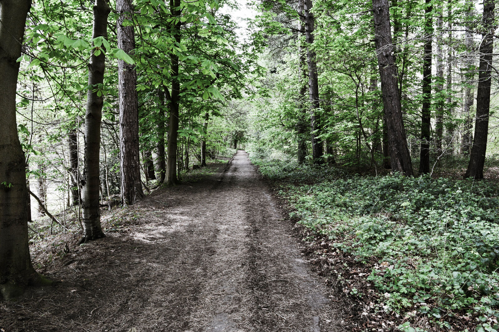Nikon D3200 sample photo. A, long, walk, back photography