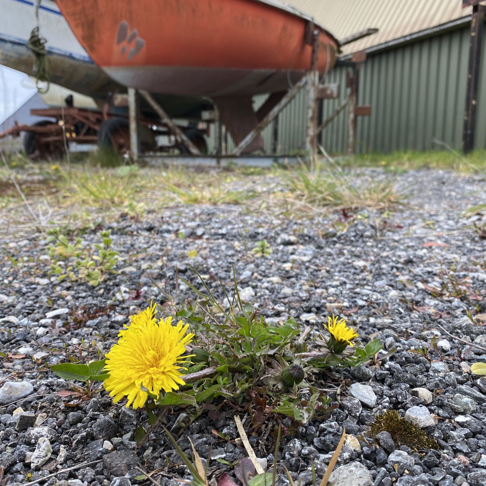 Apple iPhone 11 Pro sample photo. Harbour, boat, flower photography