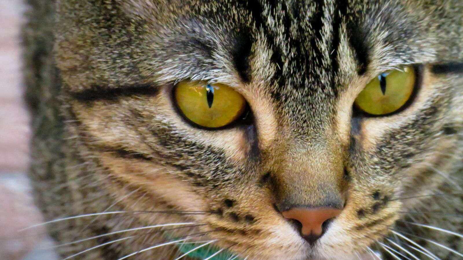 Canon PowerShot SX40 HS sample photo. Cat, eyes, animals photography