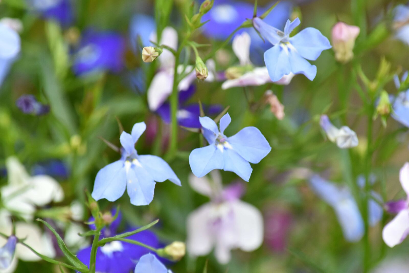 Nikon D5500 sample photo. Violet, plant, summer, nature photography