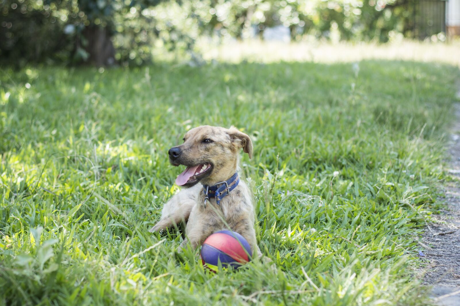 Nikon D5200 sample photo. Dog, field, animals photography