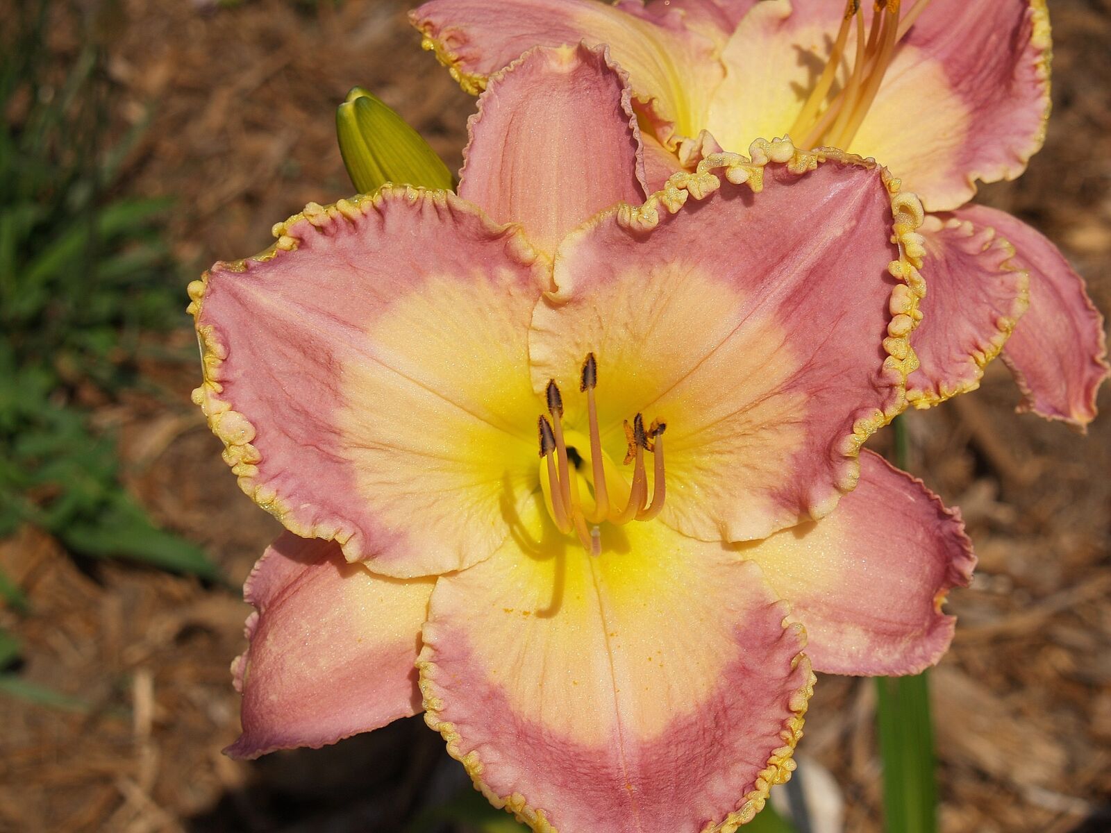 Olympus E-500 (EVOLT E-500) sample photo. Flower, daylily, pink photography