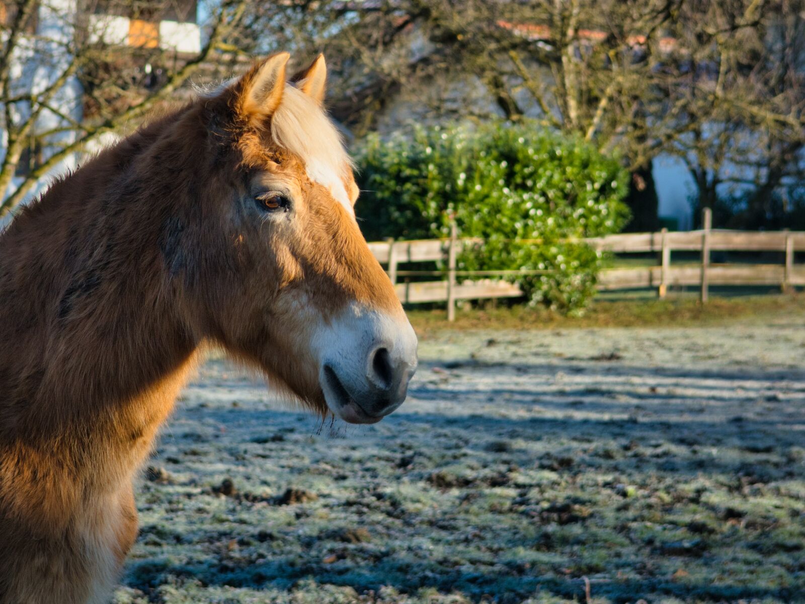Nikon D7100 sample photo. Head, horse, pony photography
