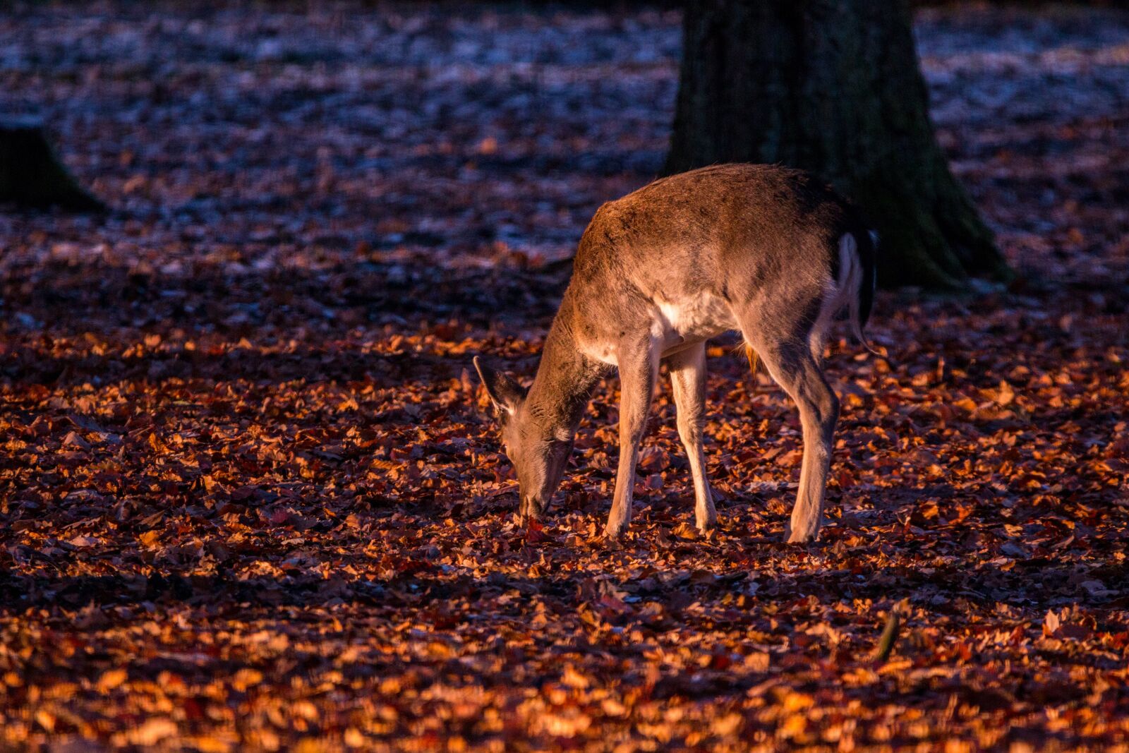 150-600mm F5-6.3 DG OS HSM | Contemporary 015 sample photo. Roe deer, hirsch, red photography