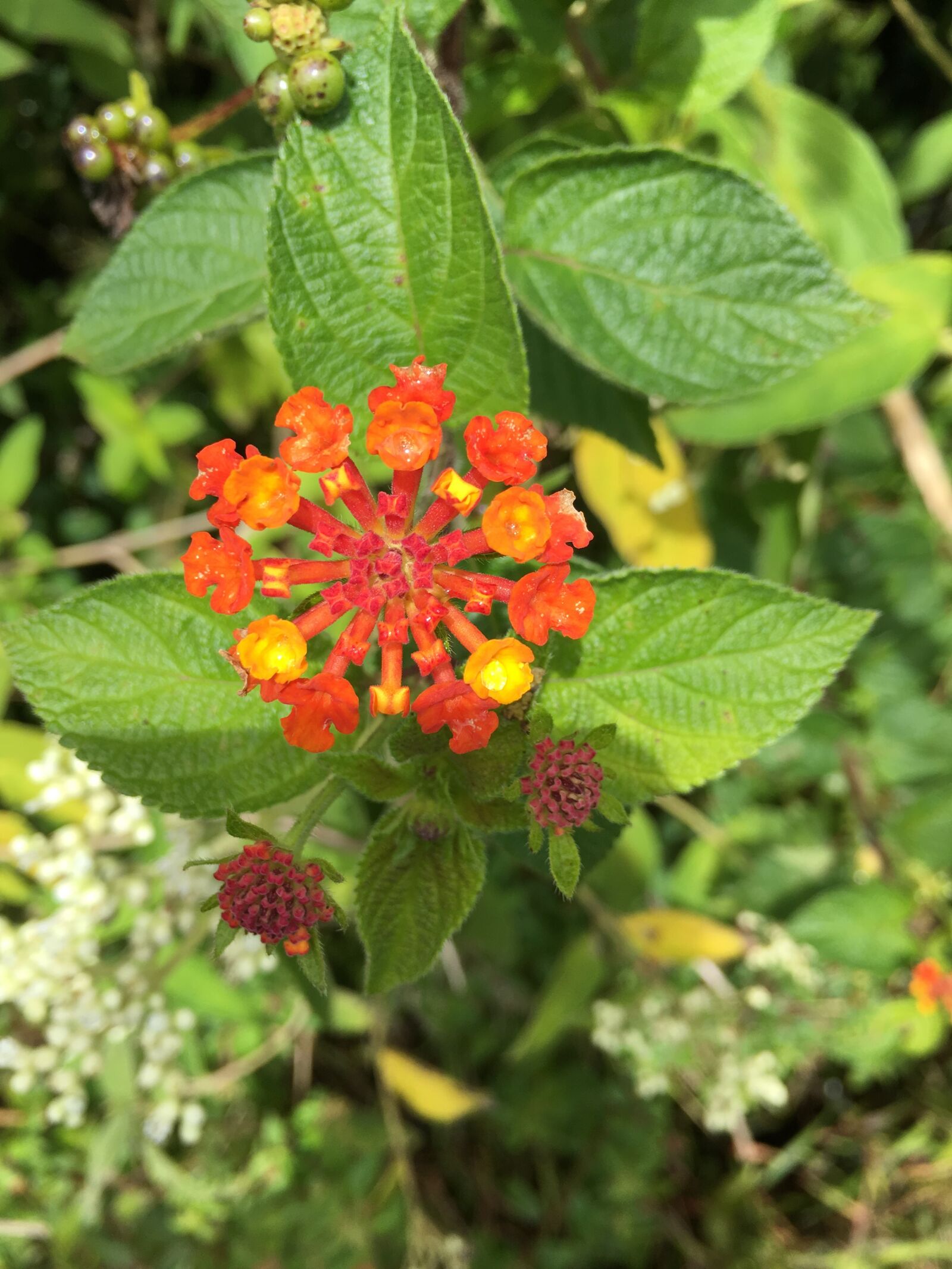 iPhone 6s Plus back camera 4.15mm f/2.2 sample photo. Flower, nature, floral photography