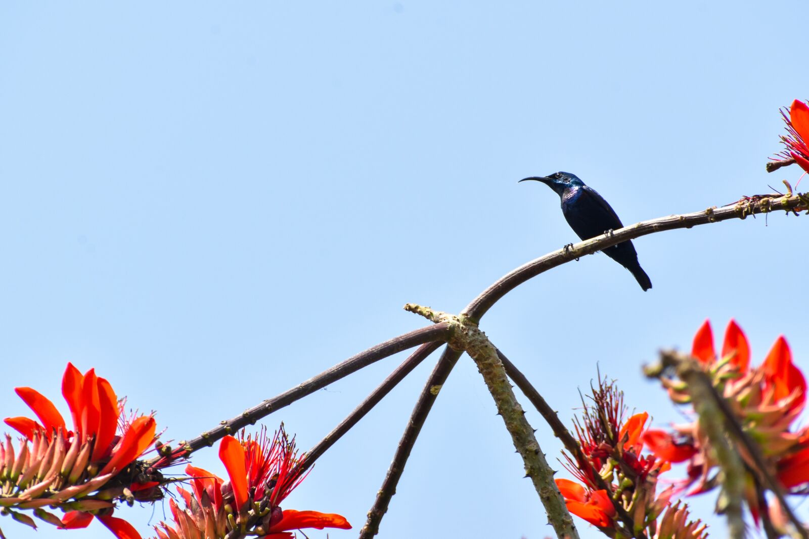 Nikon D3500 sample photo. Sunbird, flower, bird photography