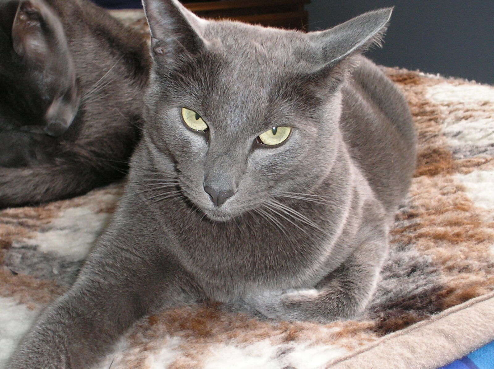 Olympus C170,D425 sample photo. Cat, grey, cat photography